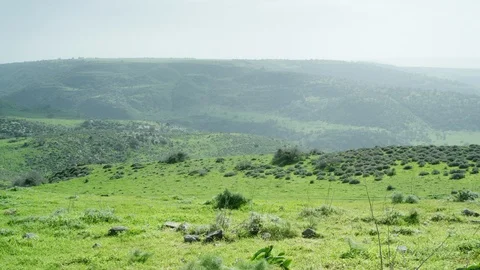 Green Meadow with cows 0009 Stock Footage 113073676