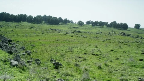 Green Meadow with cows 0010 Video stock 113073685