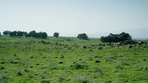 Green Meadow with cows 0011 스톡 동영상 113074103