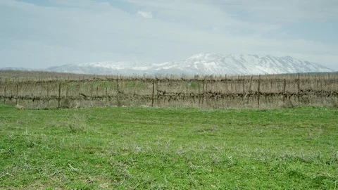 Green Meadow with cows 0012 Stock Footage 113074484