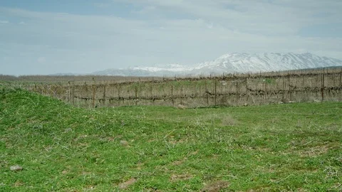 Green Meadow with cows 0013 Stock Footage 113074299