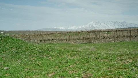 Green Meadow with cows 0014 Stock Footage 113074930