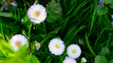Green meadow with daisies Stock Footage 44434739