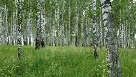 The green meadow is dotted with a white birch tree Stock Footage 311422196