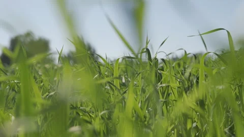 Green meadow field with grass close-up on a sunny day Stock Footage 261296950