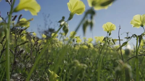 Green meadow field with grass close-up on a sunny day Stock Footage 261298097
