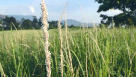 Green meadow field movement Stock Footage 109467926