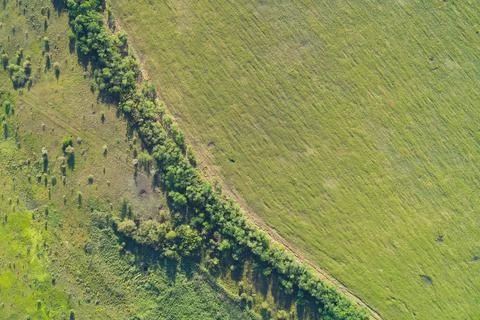Green meadow field texture with diagonal tree line and wild grass, rural Stock Photos