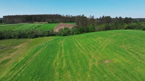 Green Meadow Fields With Dense Trees In The Background Stock Footage 276283776