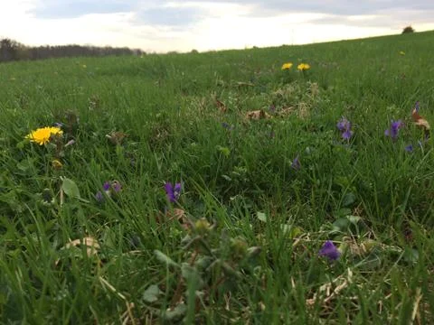Green meadow with flowers Stock Photos