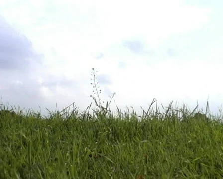 Green meadow Stock Footage 65729