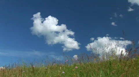 Green meadow Video stock 482319