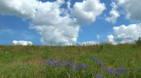 Green meadow Vidéo 482338