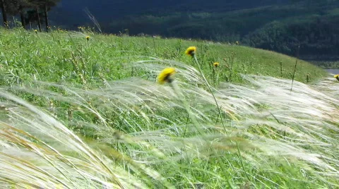 Green meadow.   Video stock 770107