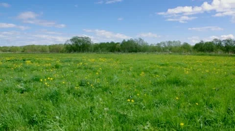 Green meadow Stock Footage 11148117