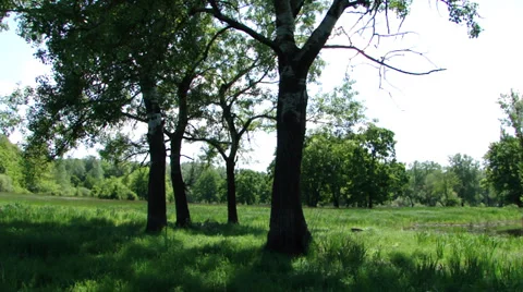 Green meadow Stock Footage 35719314