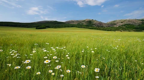 Green meadow. Stock Footage 37093584