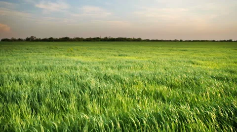 Green meadow Vidéo 37107071