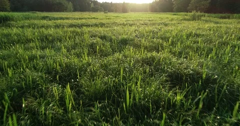 Green meadow Stock Footage 95063843