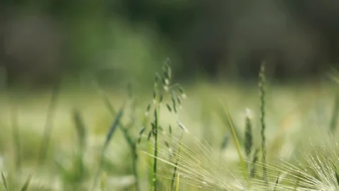 Green meadow Stock Footage 98205639