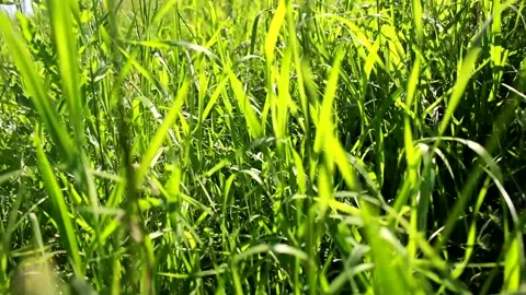 Green meadow 스톡 동영상 131208616