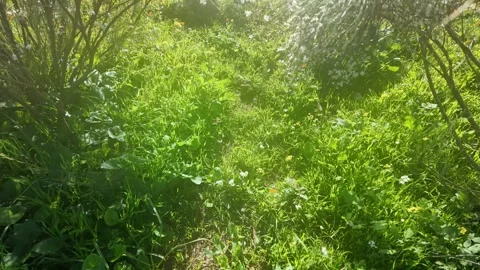 Green Meadow Stock Footage 328642681