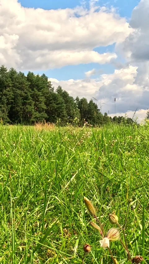 Green meadow with forest edge under cloudy sky Stock Footage 318360090