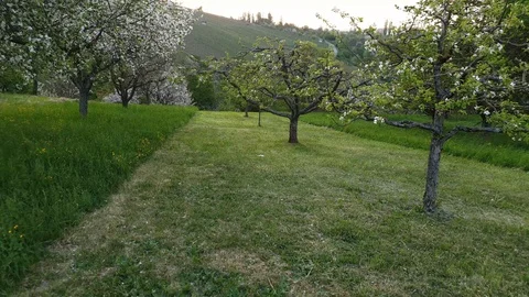 Green meadow with fruit trees in flower Stock Footage 129513277