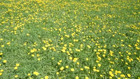 Green meadow full of yellow dandelions. Stock-Footage 345047161