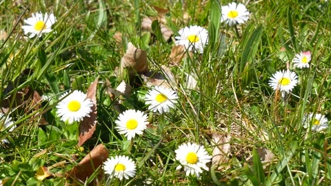 Green meadow, grass, foliage - white daisies in spring - windy, sunny - loop Stock Footage 153265963