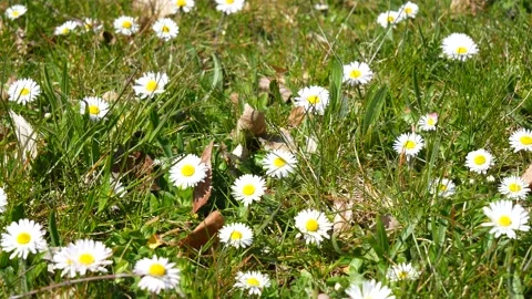 Green meadow, grass, foliage - white daisies in spring - windy, sunny - loop Stock Footage 153266113