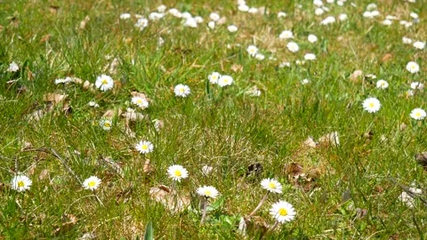 Green meadow, grass, foliage - white daisies in spring - windy, sunny - loop Stock Footage 153269765