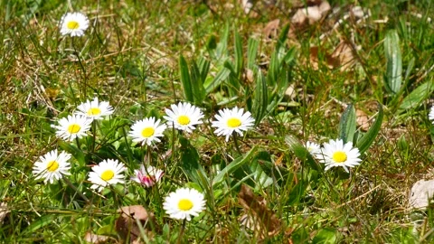 Green meadow, grass, foliage - white daisies in spring - windy, sunny - loop Stock Footage 153271285