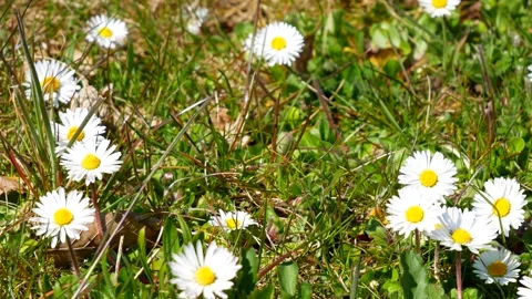 Green meadow, grass, foliage - white daisies in spring - windy, sunny - loop Stock Footage 153271768