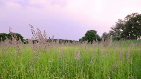 Green meadow grass 動画素材 51724207