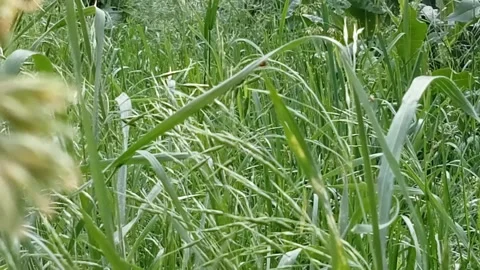Green meadow with grass. Stock Footage 310596702