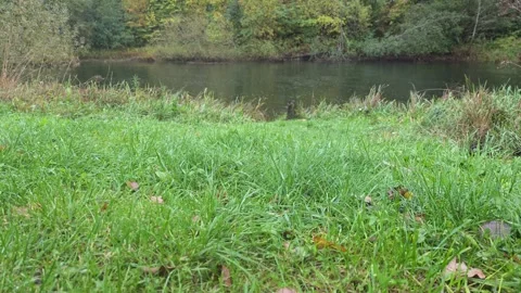 Green Meadow Grass In Foreground Overlooking Calm Forest Pond Stock Footage 347975757