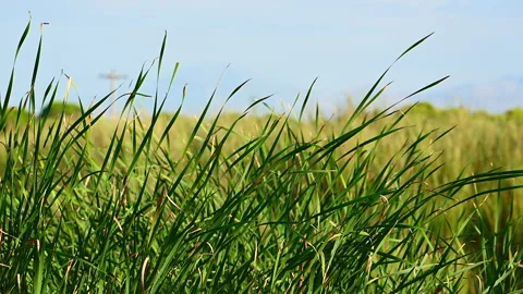 Green meadow grass gently swaying in breeze Stock Footage 346831643