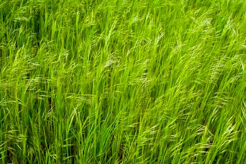 Green meadow with grass. Stock Photos