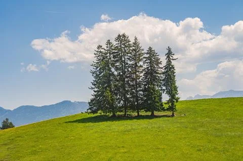 Green meadow with group of pine trees on hillside Stockfoto's