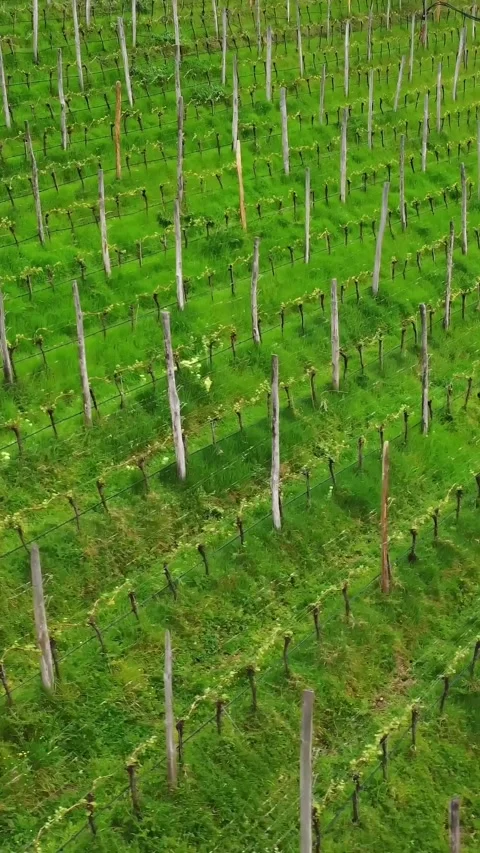 Green meadow with growing grape plants in vineyard, aerial vertical view Stock Footage 312715689