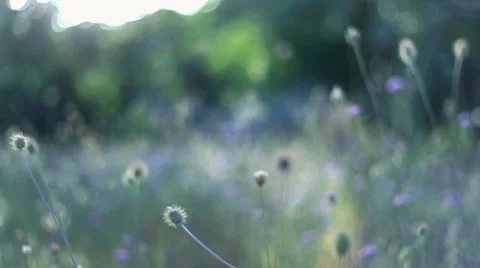 Green Meadow In Hill Video stock 66420640
