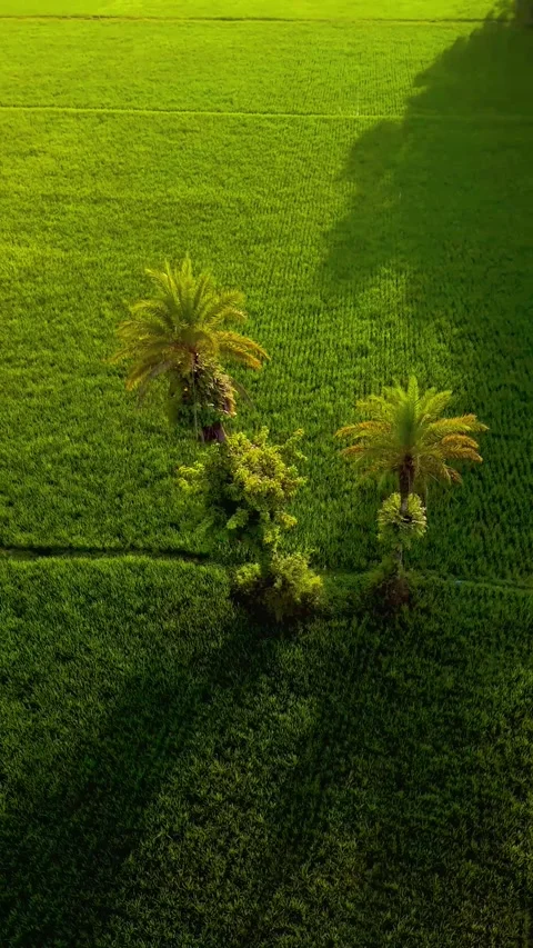 Green Meadow Lone Trees Soft Sunrise 4K Drone Stock Footage 321728960