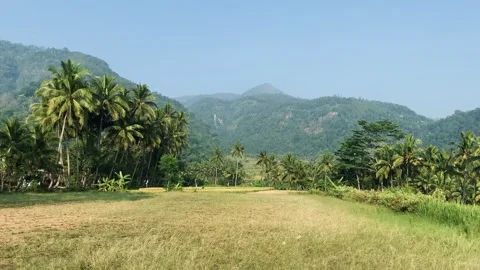 Green meadow with mountain and coconut trees in background scenery blue sky Stock Footage 338041907