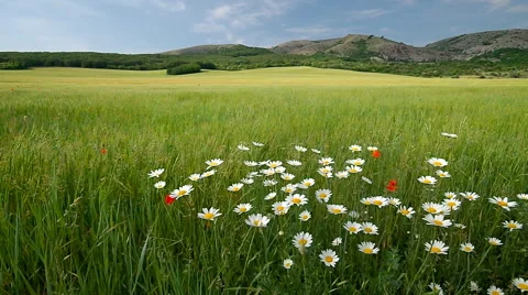 Green meadow in mountain Vídeos de archivo 43882562