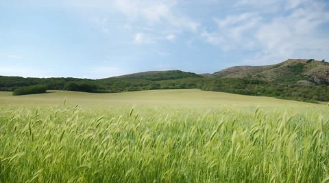 Green meadow in mountain. Nature composition. Stock Footage 33855273