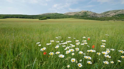 Green meadow in mountain. Nature composition. Stock Footage 33855647