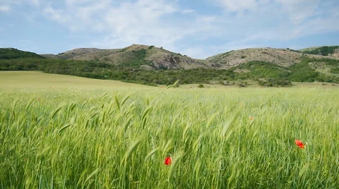 Green meadow in mountain. Nature composition. Stock Footage 33856074