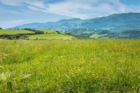 Green meadow in mountain. Фото