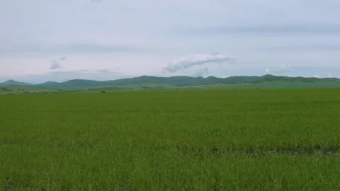 A green meadow in a mountainous area Stock Footage 245445536